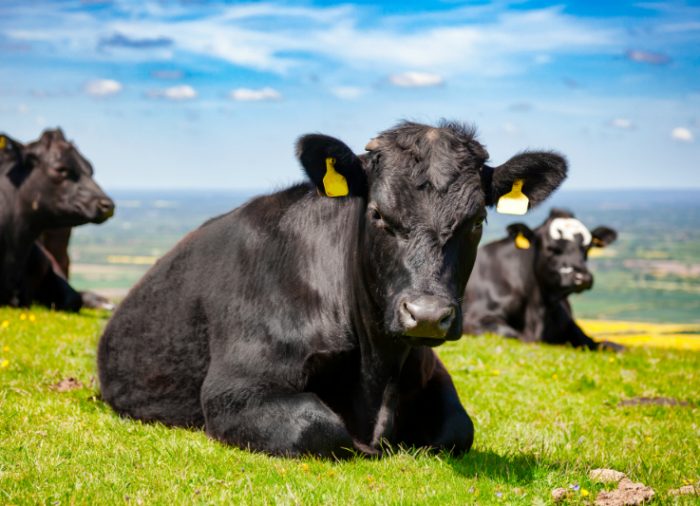 Using a Company Offering High-Quality Cows for Sale Can Be Beneficial