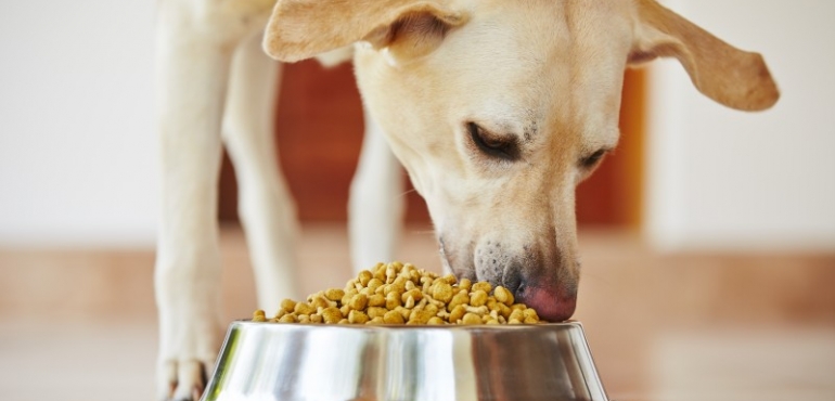 How the Best Dog Subscription is Beneficial to Your Adorable Pooch