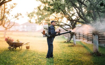 Common Lawn Problems Solved With Proper Use of Iron Fertilizer For Grass