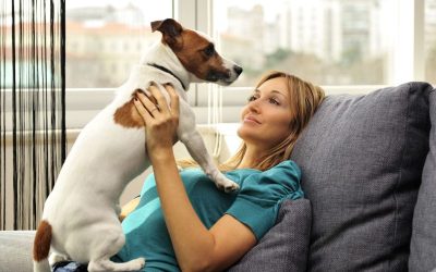 Keep Your Home Tidy and Your Pup Happy With a Practical Dog Toy Box Solution
