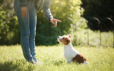 Master obedience at home with puppy training in Santa Clara County CA pet parents trust