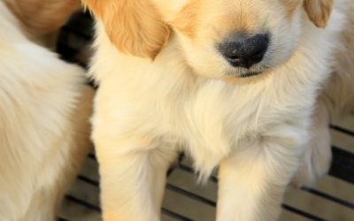 Common Pet Health Issues Solved by Expert Veterinary Services in Lenexa, KS